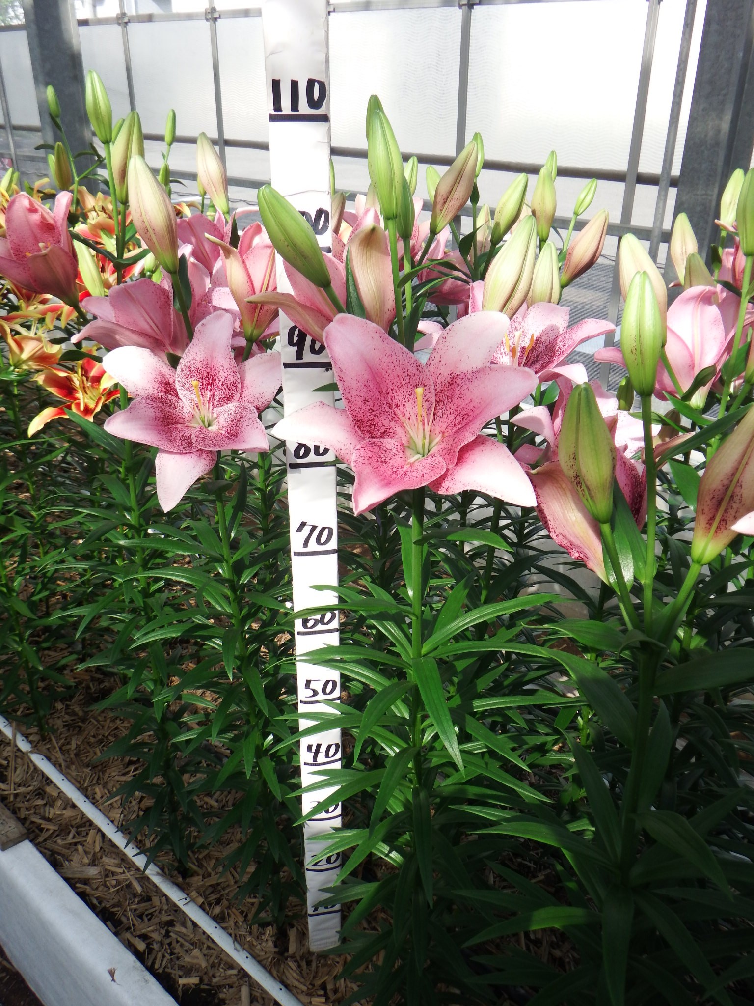 スイートシュガー